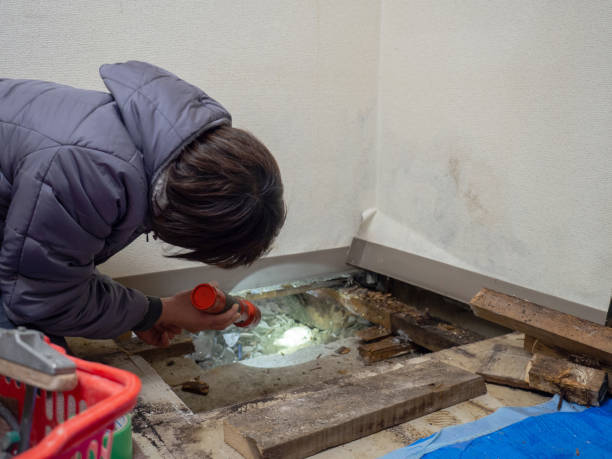 Best Black Mold Removal  in East Gaffney, SC