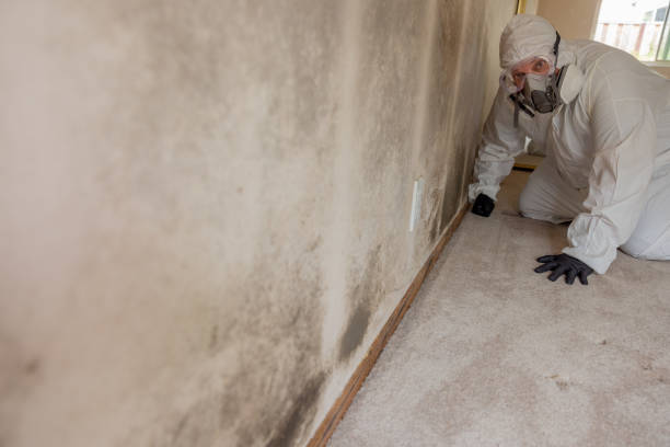Best Mold Removal for HVAC Installations  in East Gaffney, SC